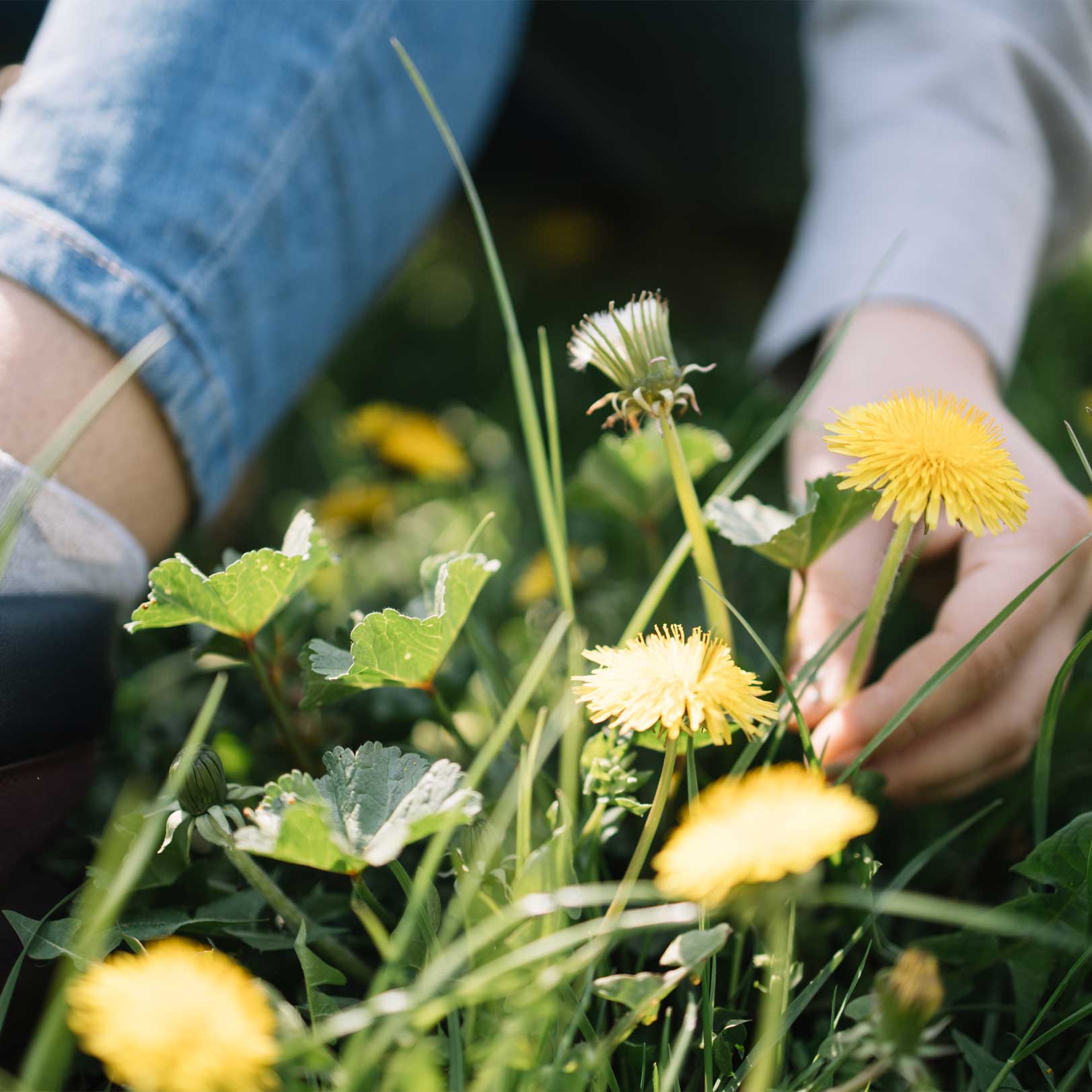 Nahaufnahme einer Frau wie sie Löwenzahn Pflückt