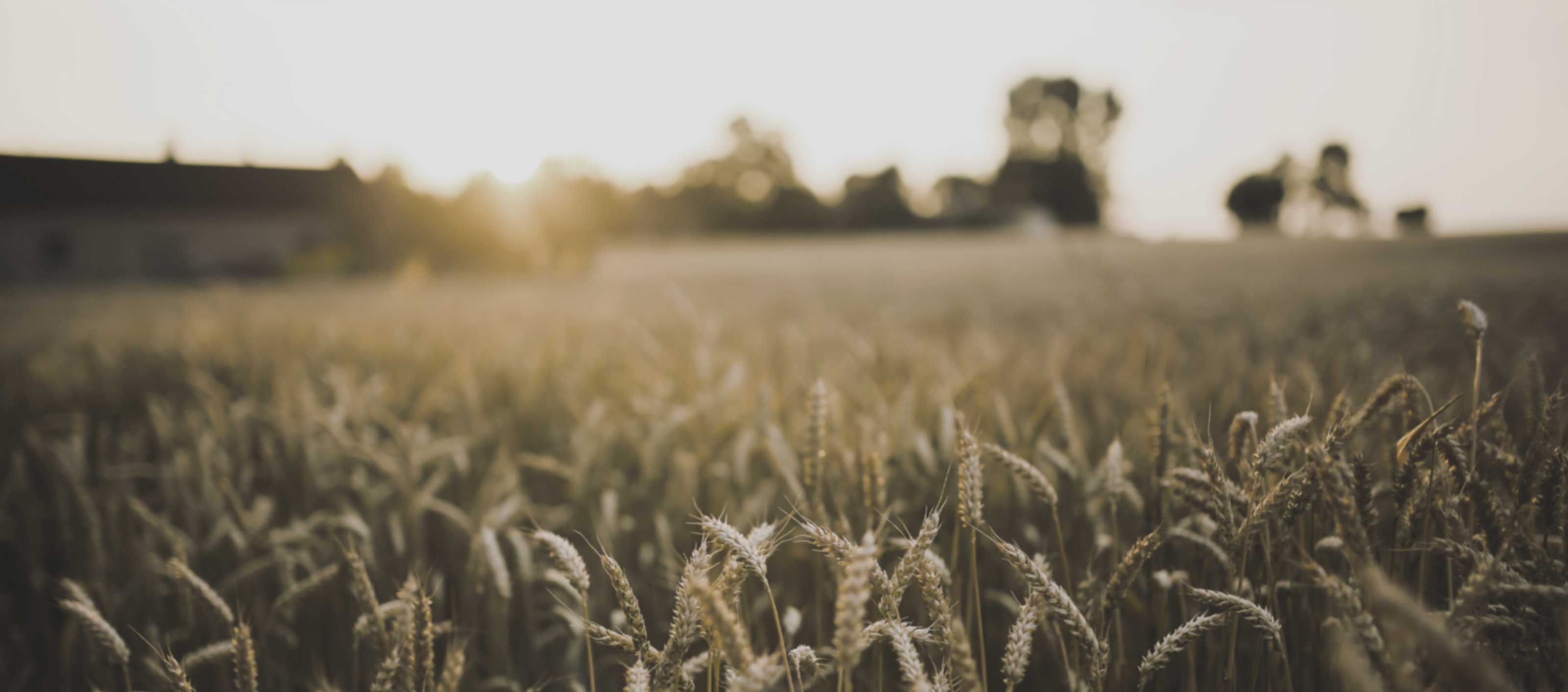 eine unscharfe Wiese mit der Sonne im Hintergrund lädt zum träumen ein