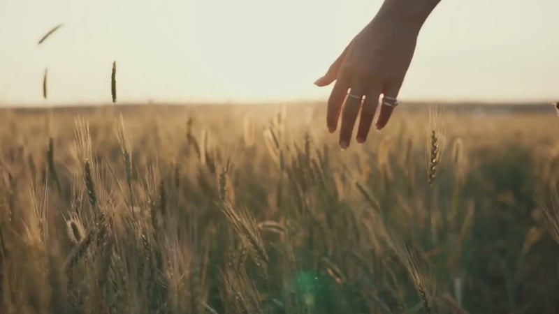 Weibliche Hand streift durch ein Kornfeld im Sonnenuntergang 